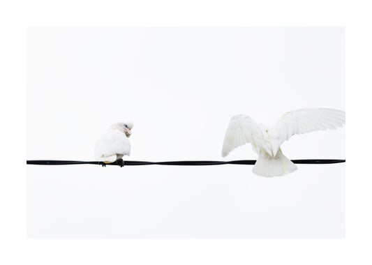 Little Corella 8952