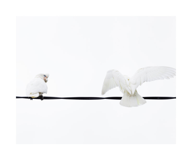 Little Corella 8952
