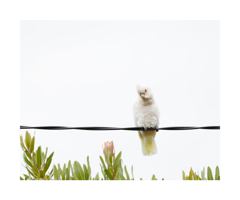 Little Corella 9766