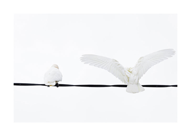 Little Corella 8953