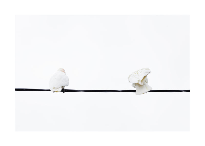 Little Corella 8954