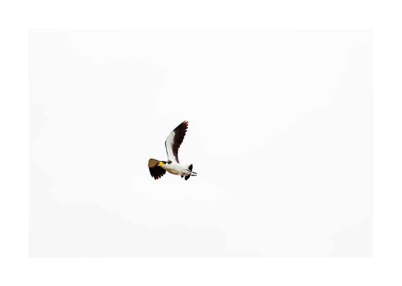 Masked Lapwing 0721