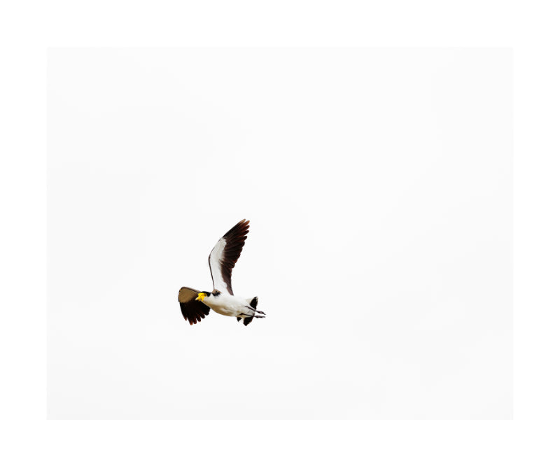 Masked Lapwing 0721