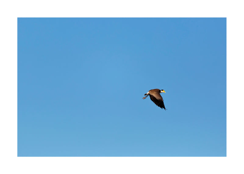Masked Lapwing 9541