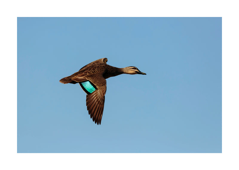 Masked Lapwing 9272