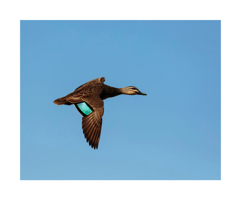 Masked Lapwing 9272