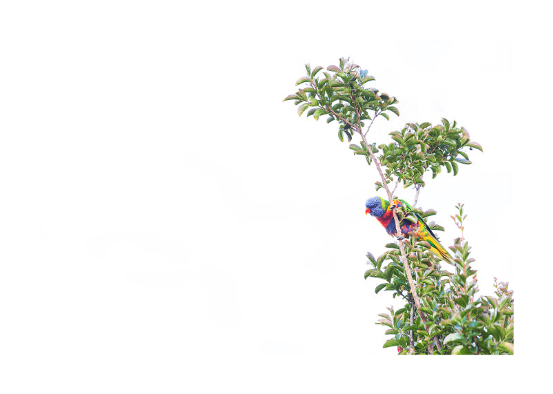 Rainbow Lorikeet 9031