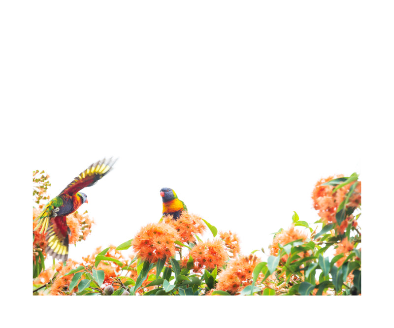 Rainbow Lorikeet 9649