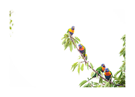 Rainbow Lorikeet 9732