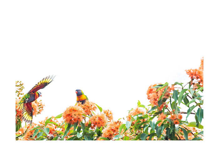 Rainbow Lorikeet  : 3 print themed set