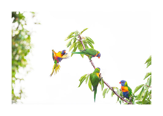 Rainbow Lorikeet 9726
