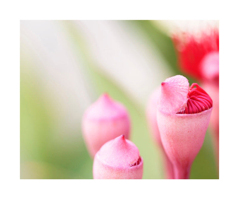 Flowering Red Gum 1564