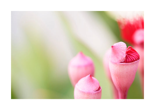 Flowering Red Gum 1564