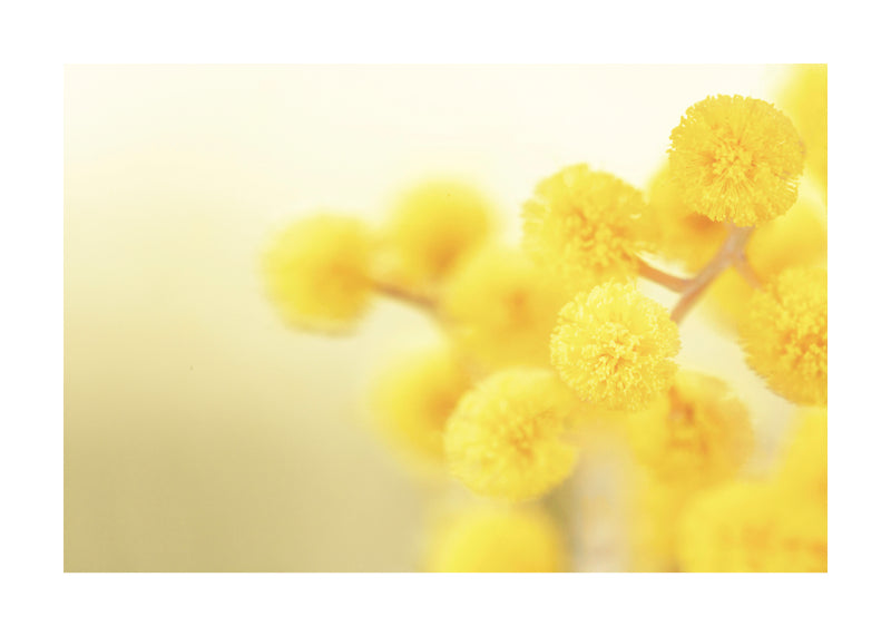 Wattle 6187