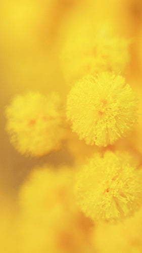 Digital Wallpaper Australian Wattle 0095