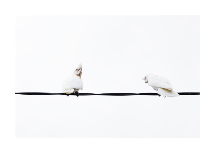 Little Corella 8951 (4x6)