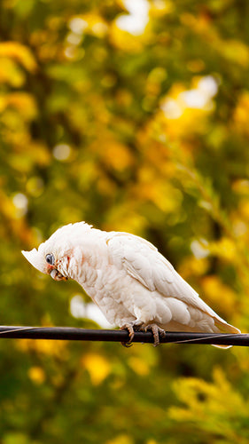 Digital Wallpaper Little Corella 3131