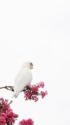 Digital Wallpaper 9644 Little Corella