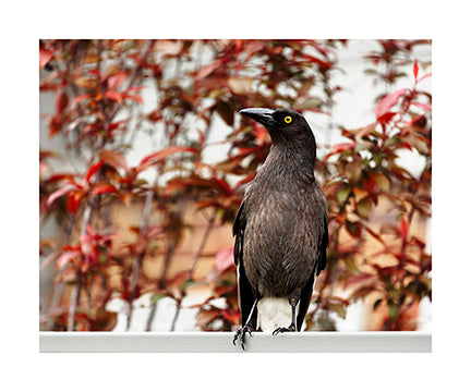 Currawong 5051