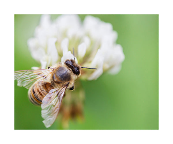 Bees in the Clover Weed 0541