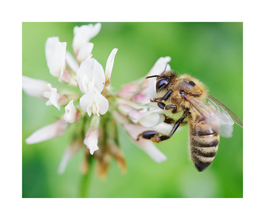 Bees in the Clover Weed 8424