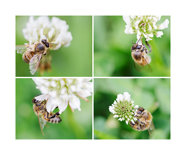 Bees in the Clover Weed 4 Collage