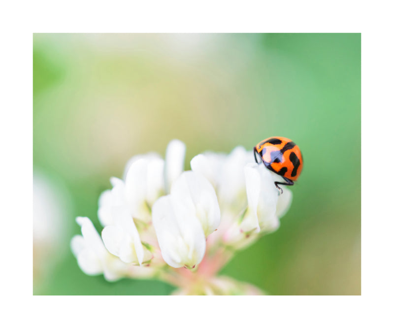 Ladybird 7696