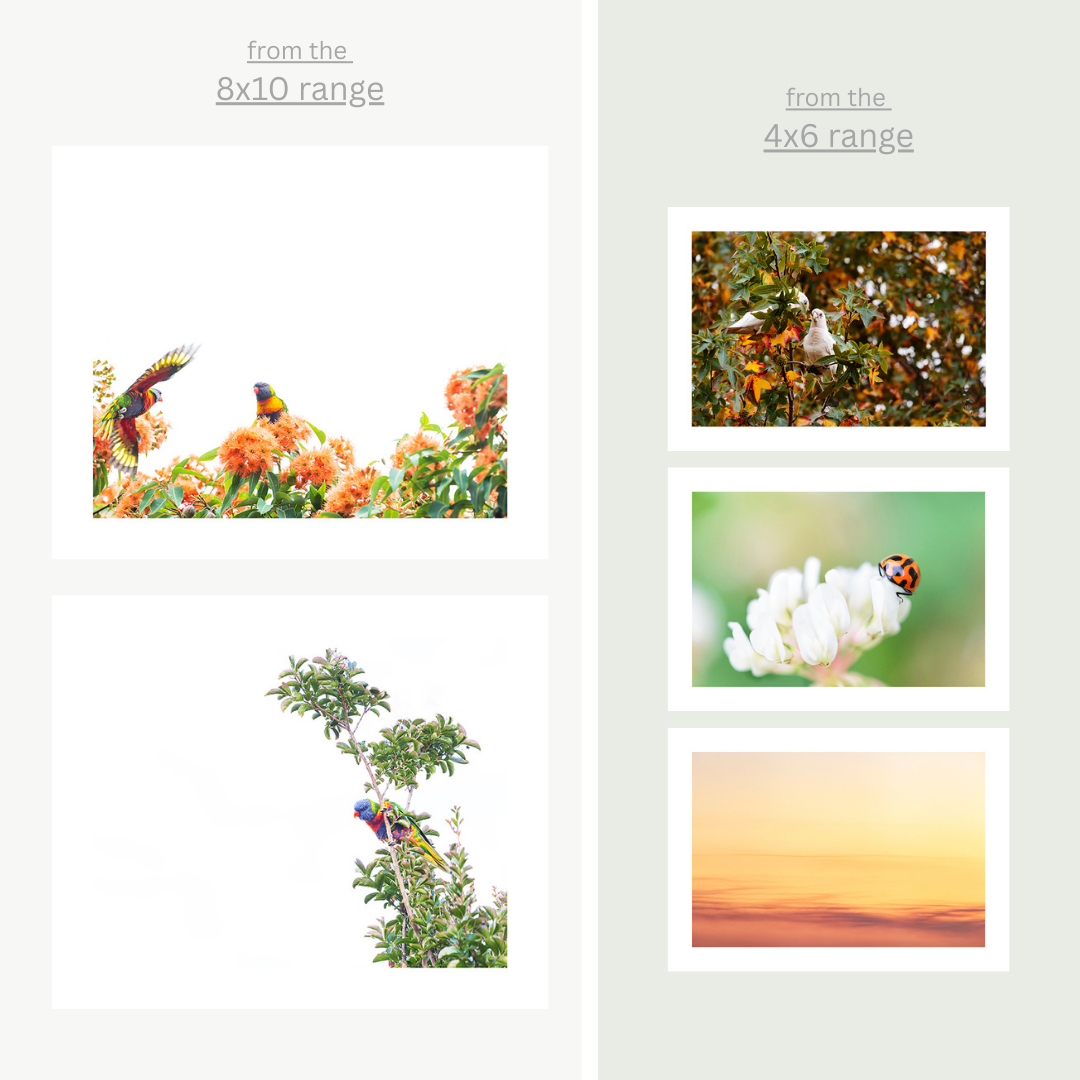 Photographers Choice Print Set