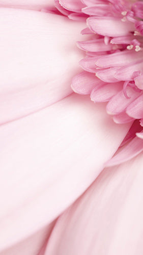 Digital Wallpaper Gerbera Pink 2412